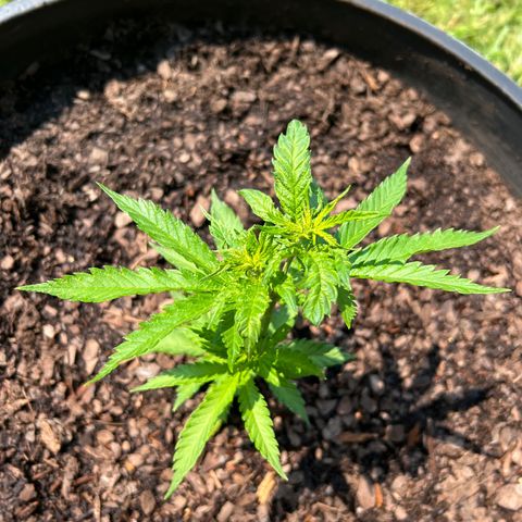 Blue eyes growlog timeline photo