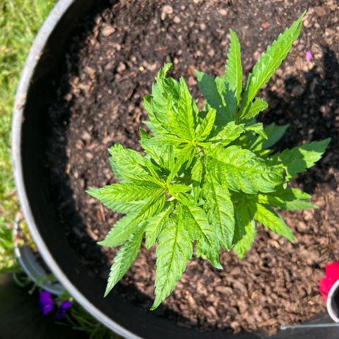 Snoop growlog timeline photo