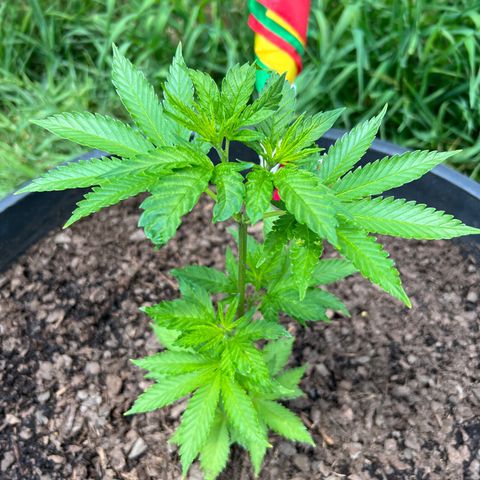 Mulvaney growlog timeline photo