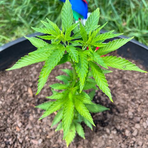 Harambe growlog timeline photo