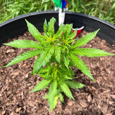 Blue eyes growlog timeline photo