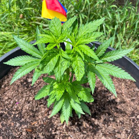 Snoop growlog timeline photo