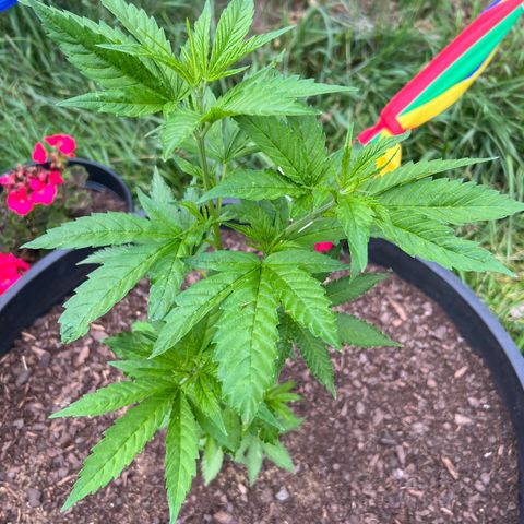 Mulvaney growlog timeline photo
