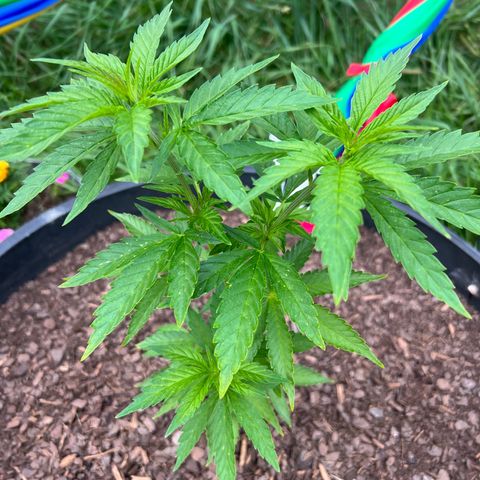 Harambe growlog timeline photo