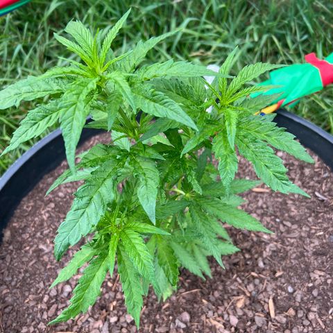 Blue eyes growlog timeline photo