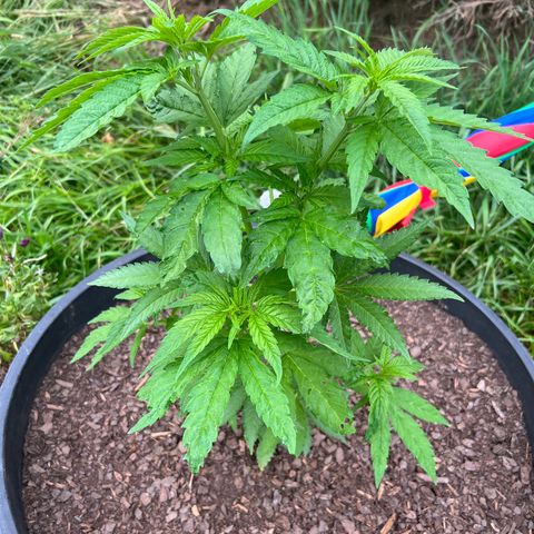Snoop growlog timeline photo