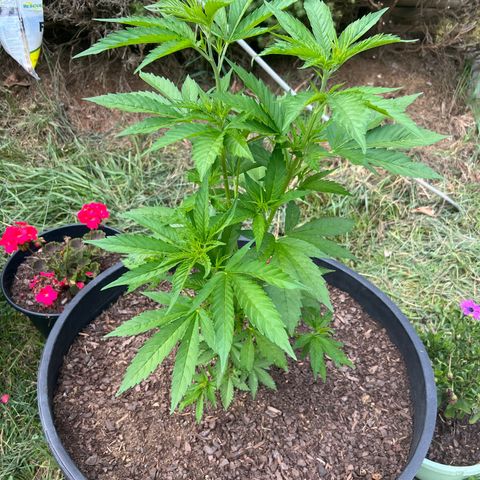 Mulvaney growlog timeline photo