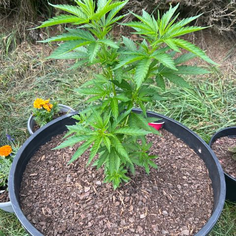 Harambe growlog timeline photo