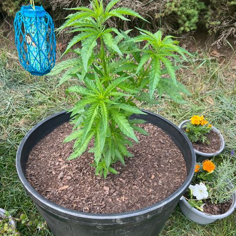 Blue eyes growlog timeline photo