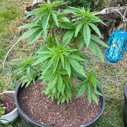 Snoop growlog timeline photo