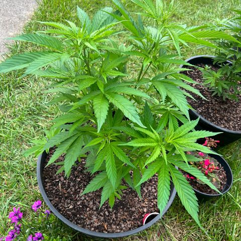 Mulvaney growlog timeline photo