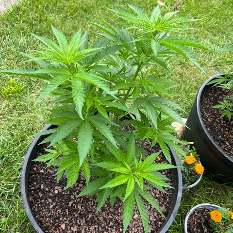 Harambe growlog timeline photo