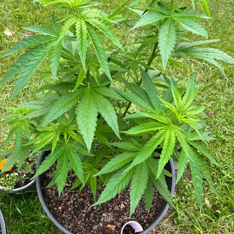 Snoop growlog timeline photo