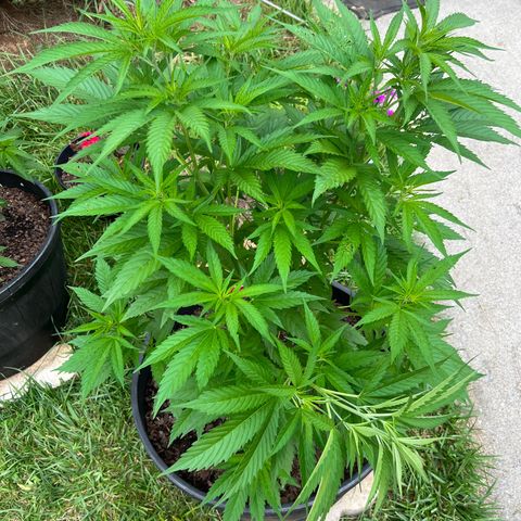 Mulvaney growlog photo: Low stress training 