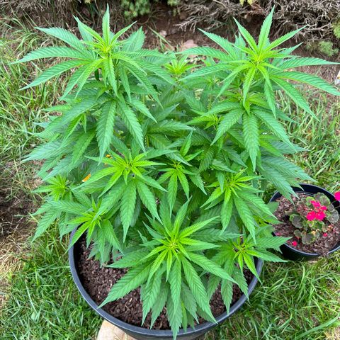 Blue eyes growlog timeline photo