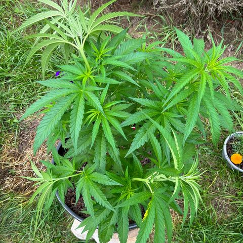 Harambe growlog photo: Training 