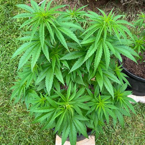 Snoop growlog timeline photo
