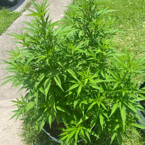 Mulvaney growlog timeline photo