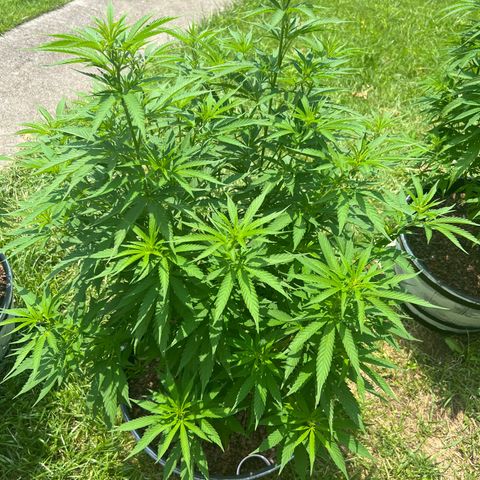 Harambe growlog timeline photo