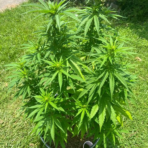 Snoop growlog timeline photo