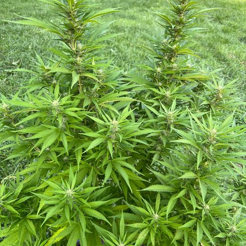 Mulvaney growlog timeline photo