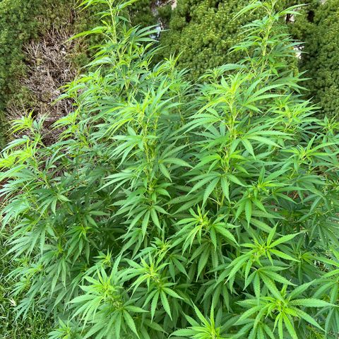 Harambe growlog timeline photo