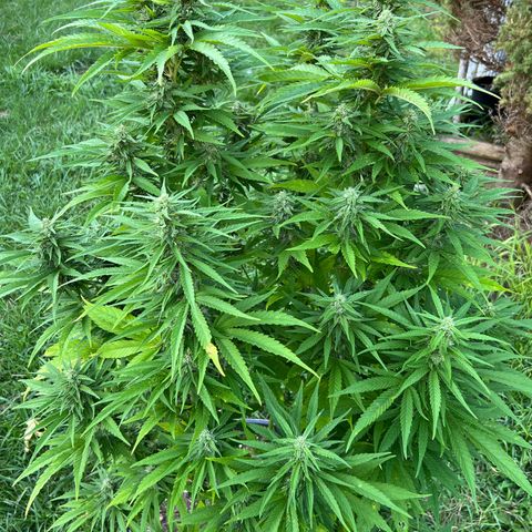Snoop growlog timeline photo