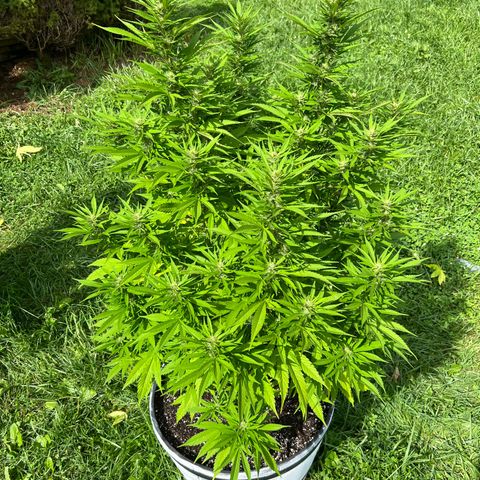 Mulvaney growlog timeline photo