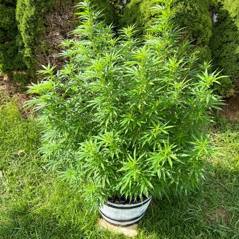 Harambe growlog timeline photo