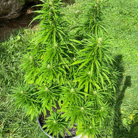 Blue eyes growlog timeline photo