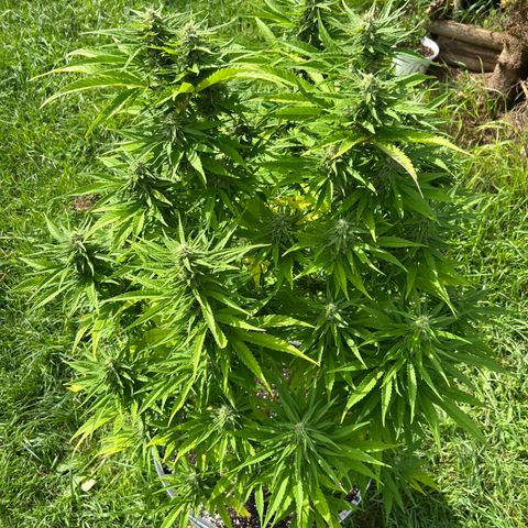 Snoop growlog timeline photo