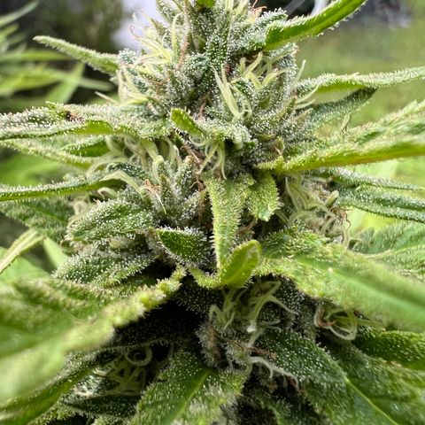 Snoop growlog timeline photo