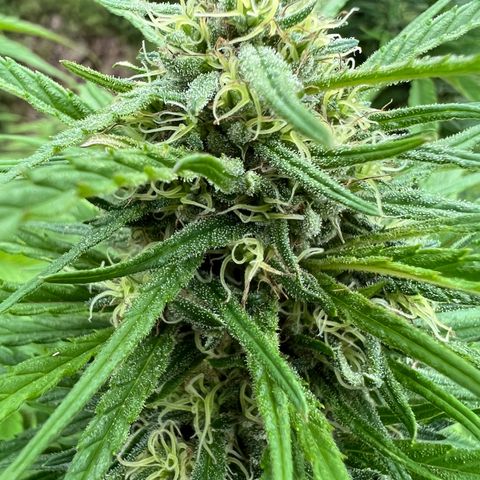 Blue eyes growlog timeline photo