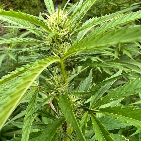 Harambe growlog timeline photo