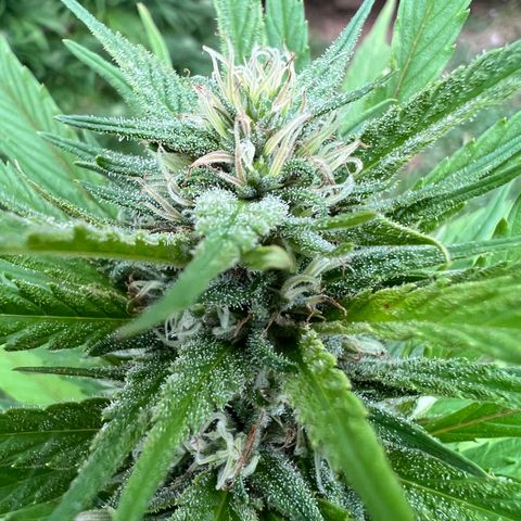 Mulvaney growlog timeline photo