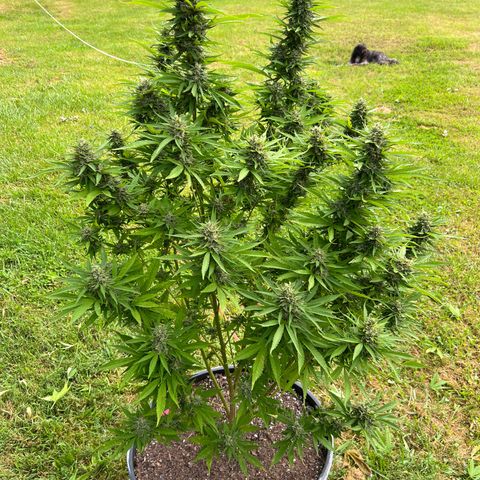 Mulvaney growlog timeline photo