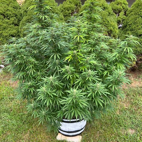 Harambe growlog timeline photo