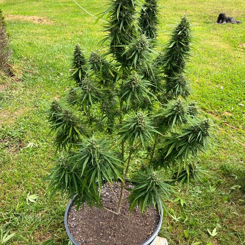 Blue eyes growlog timeline photo
