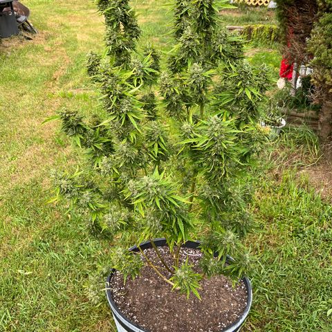 Snoop growlog timeline photo