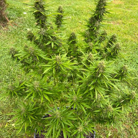Mulvaney growlog timeline photo