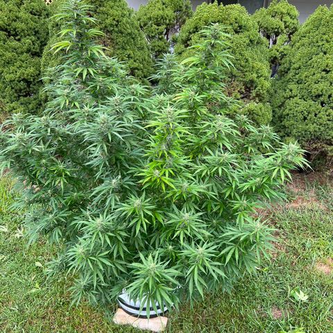 Harambe growlog timeline photo