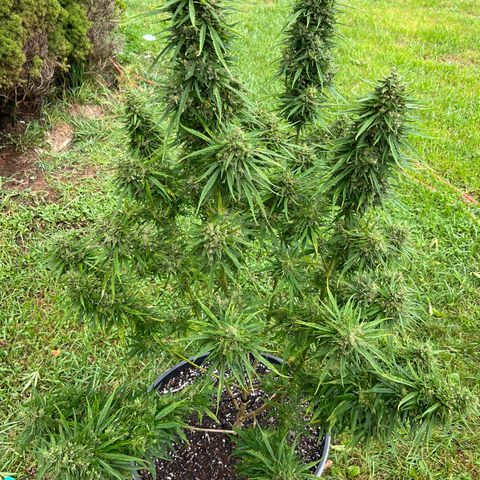 Blue eyes growlog timeline photo