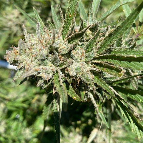 Harambe growlog timeline photo