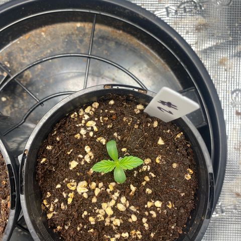 OPxM #2 growlog timeline photo