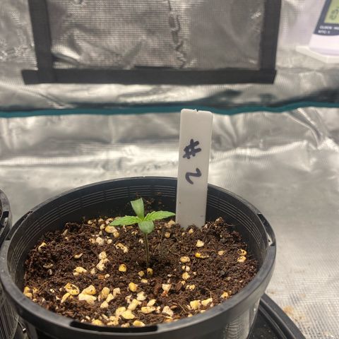OPxM #2 growlog timeline photo