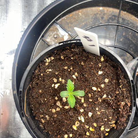 OPxM #1 growlog timeline photo