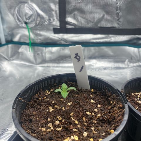 OPxM #1 growlog timeline photo
