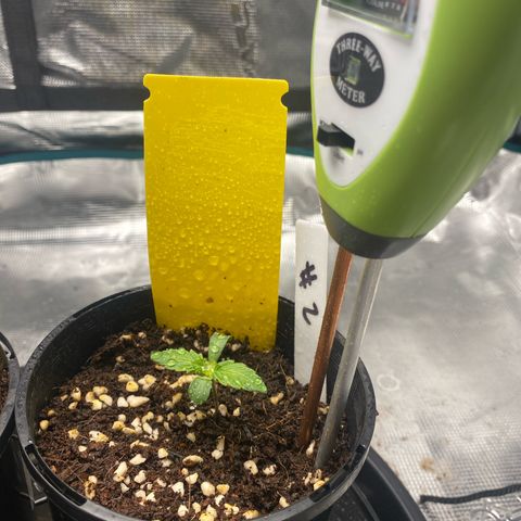 OPxM #2 growlog photo: First week nute feed
