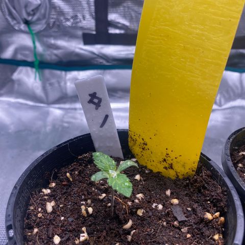 OPxM #1 growlog photo: First week nute feed