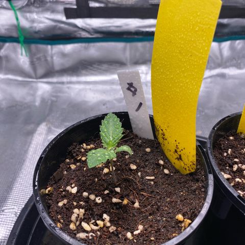 OPxM #1 growlog timeline photo